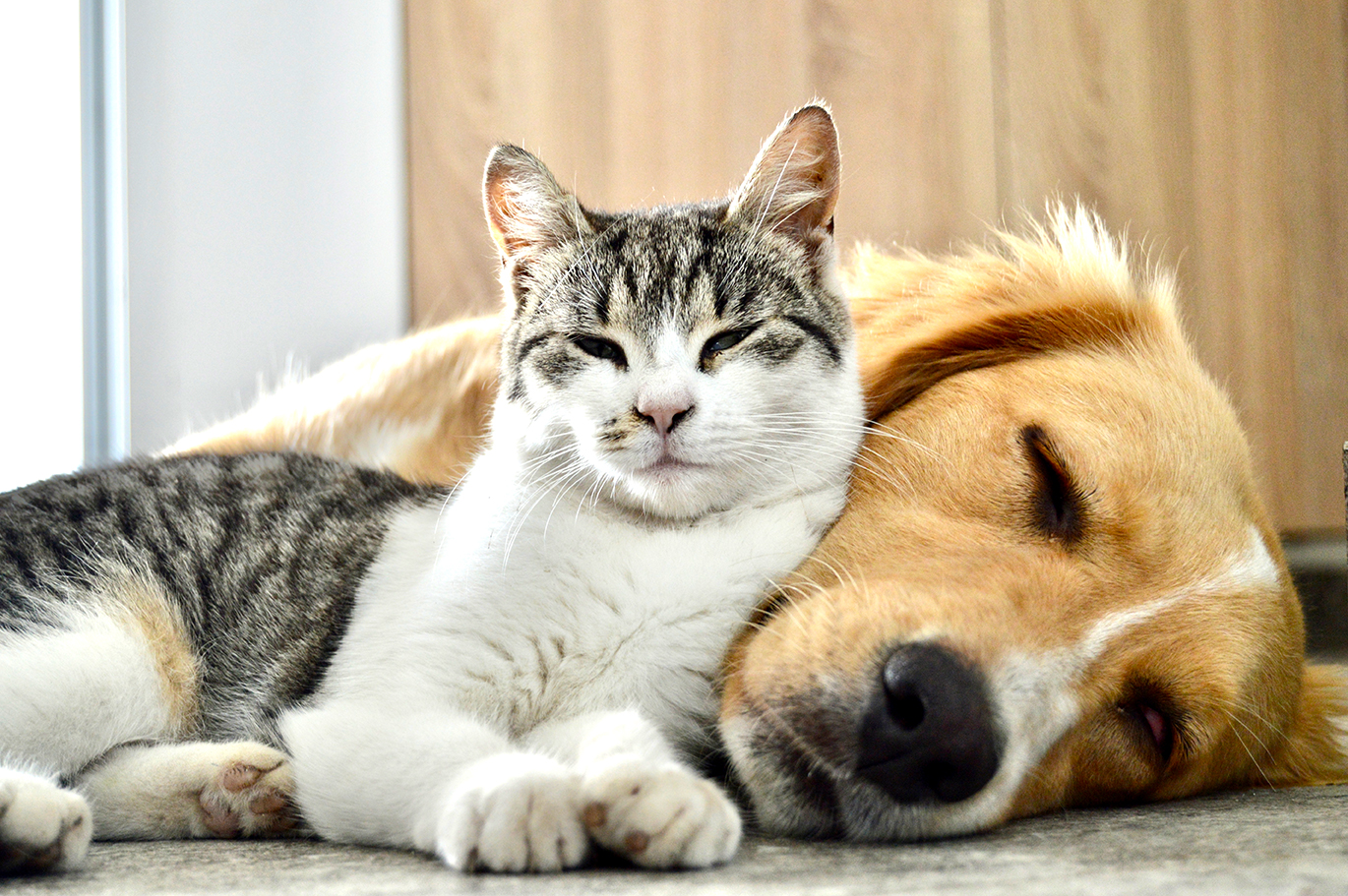 Is Your Pet Experiencing a Midlife Crisis?