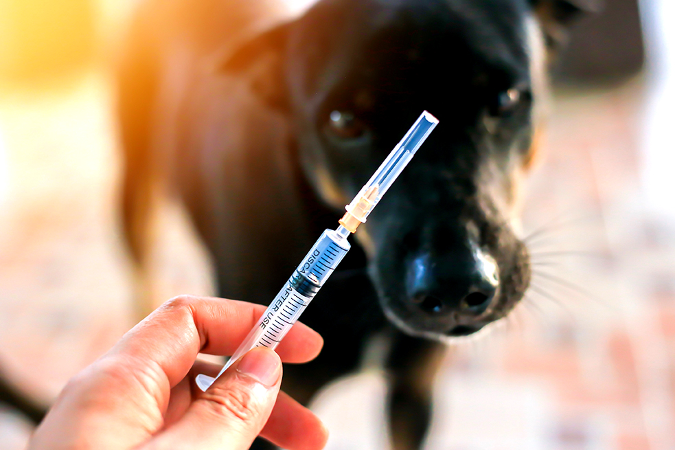 Librela: A Veterinarian’s Perspective on Its Use, Benefits, and Risks