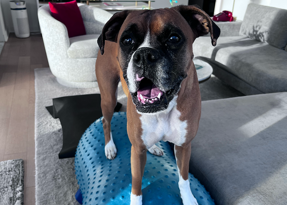 Is Your Pet Olympics-Ready?